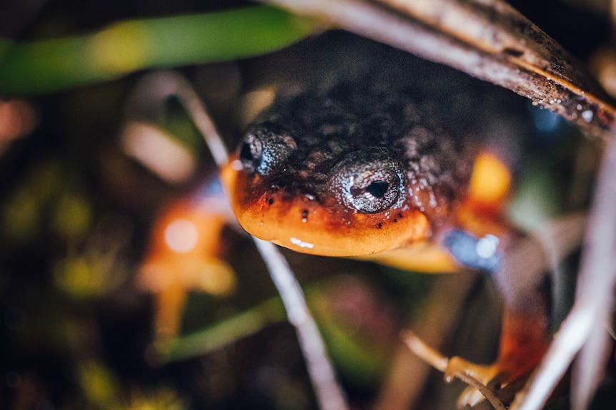 A frog with bright orange and black skin.