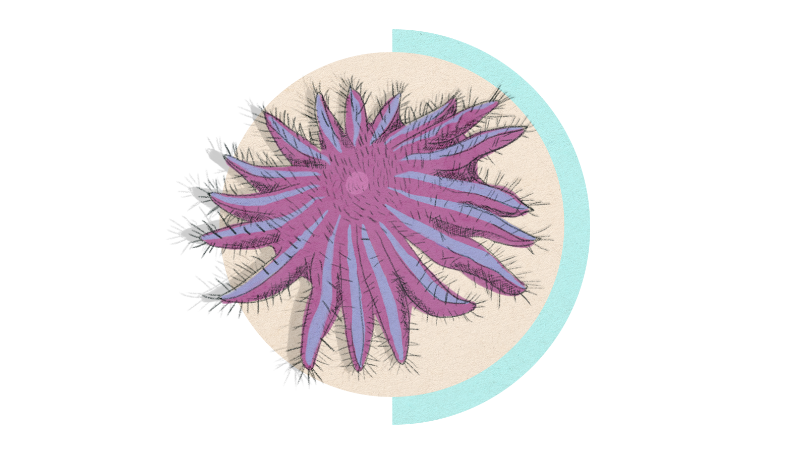 Illustration of a purple crown of thorns on a circle background.