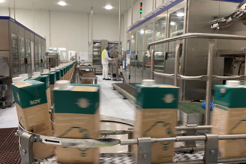 Inside a factory, a conveyor belt moves a line of bottled soy milk.