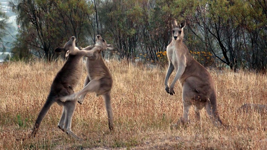 Two youthful kangaroos play fight.