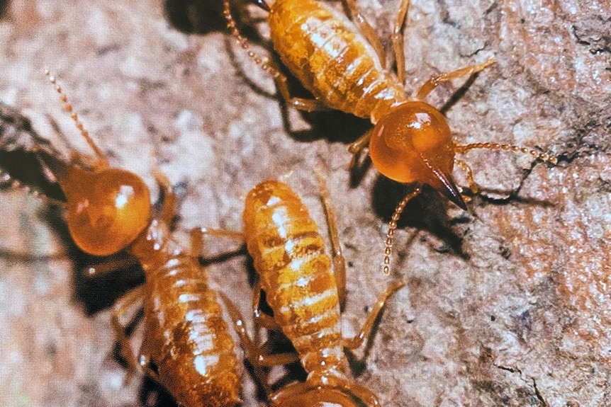 A close up picture of termites