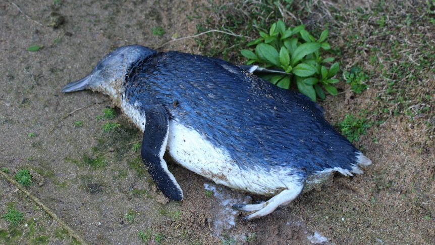 A dead black and white penguin lying on some sand.