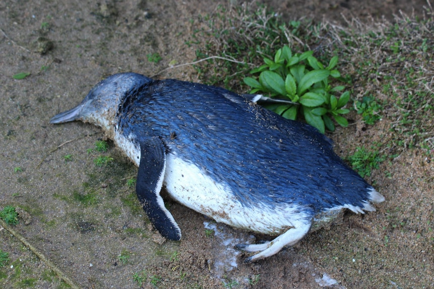 A dead black and white penguin lying on some sand.