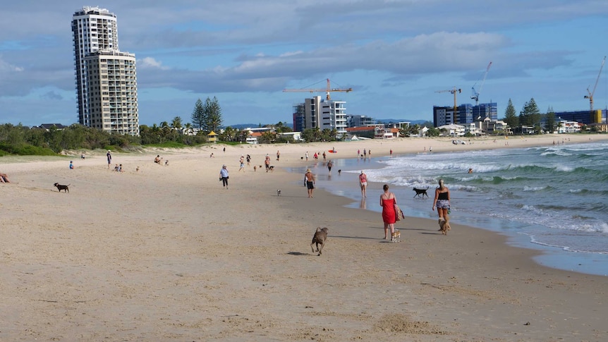 Dogs and their owners walk along a busy Palm Beach.