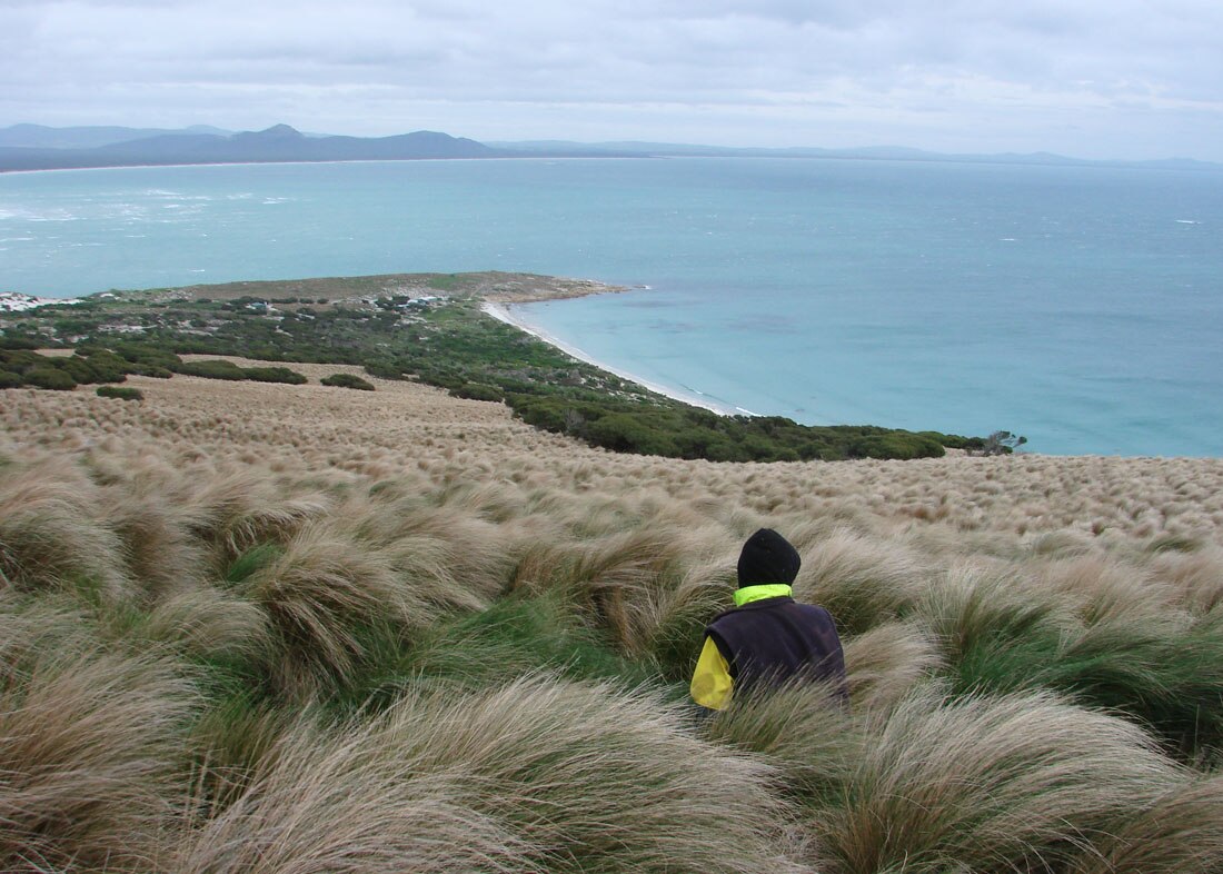 Looking north east from the rookery to the mutton bird sheds on Babel Island.