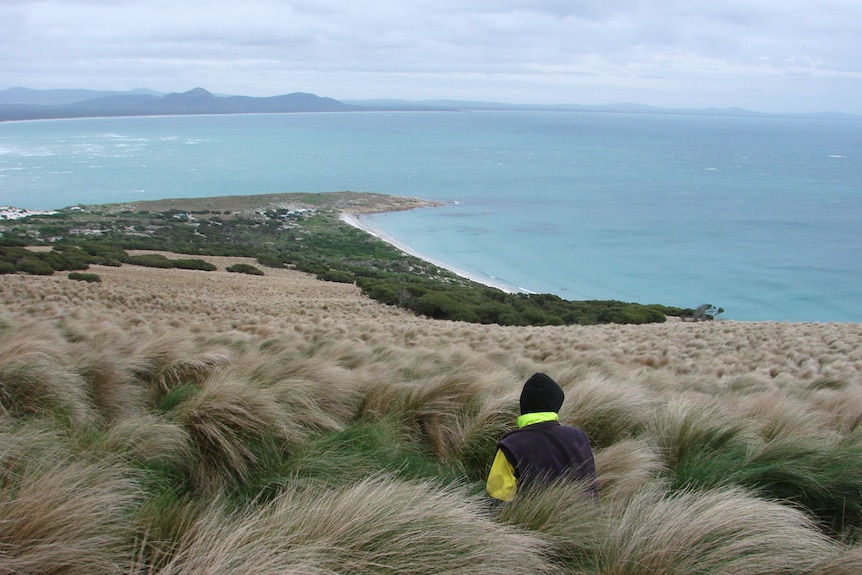 Looking north east from the rookery to the mutton bird sheds on Babel Island.