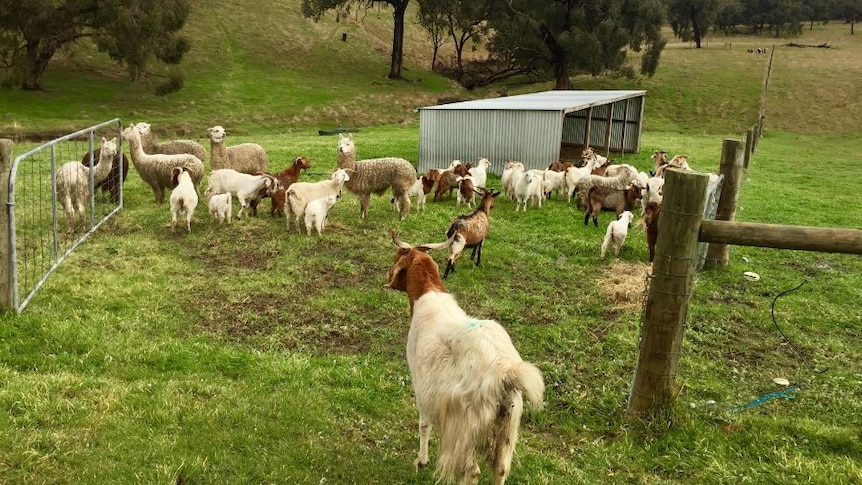A group of goats and llamas in a green paddock, with trees in the background.
