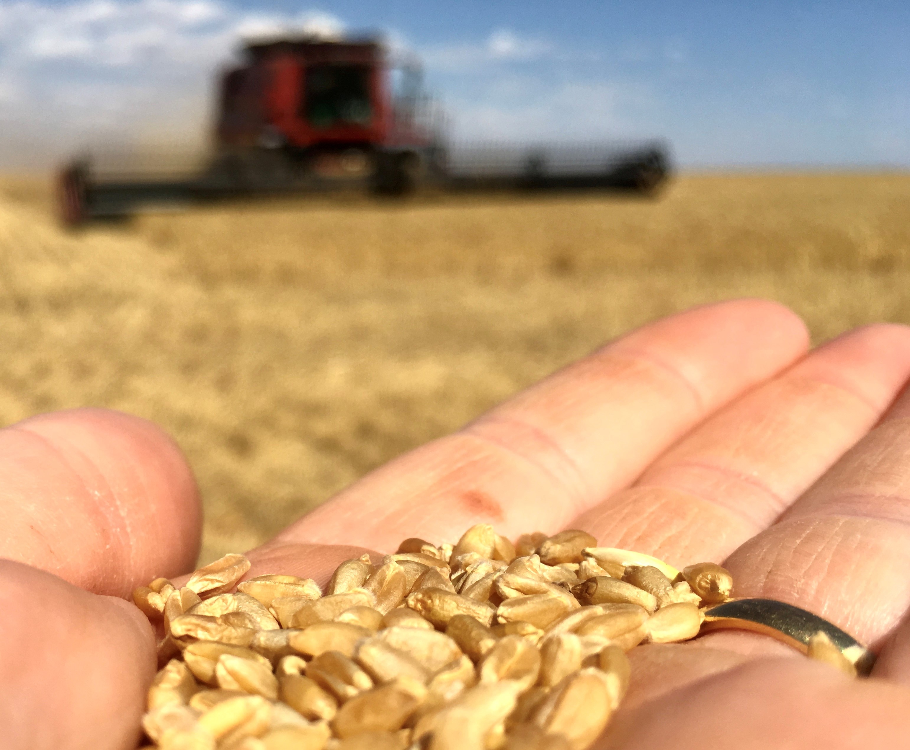 A hand holds wheat in the paddock. In the background a header is out of focus. it is red. 