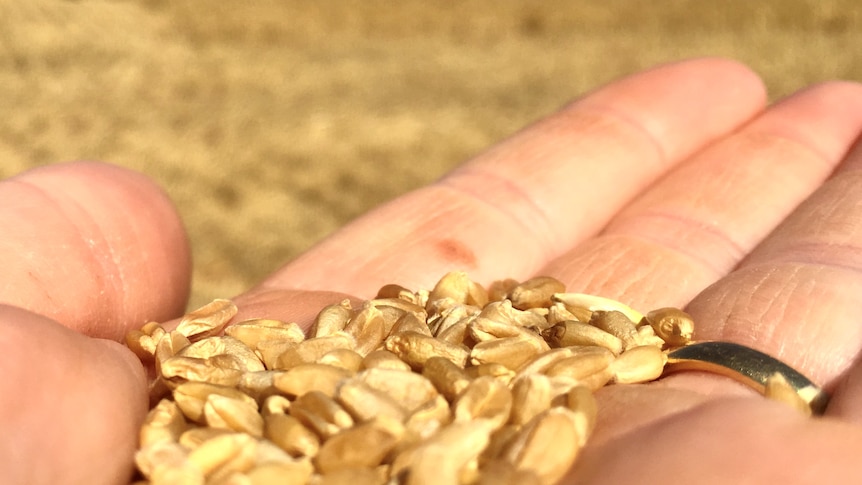 A hand holds wheat in the paddock. In the background a header is out of focus. it is red. 