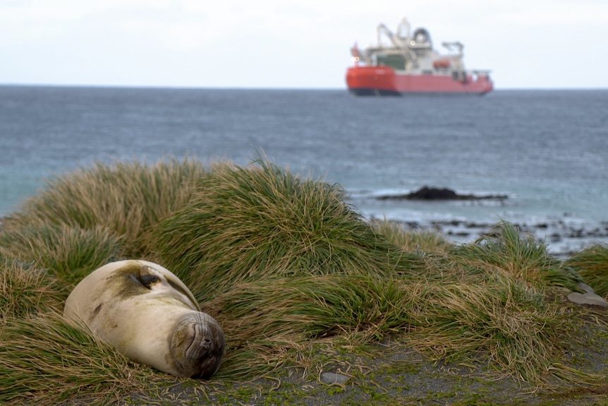 A seal lies on a grassy hill with an orange ship in the distance