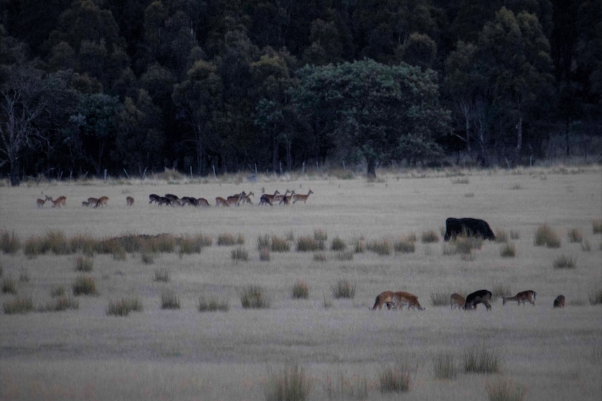Wild deer grazing near bushland.