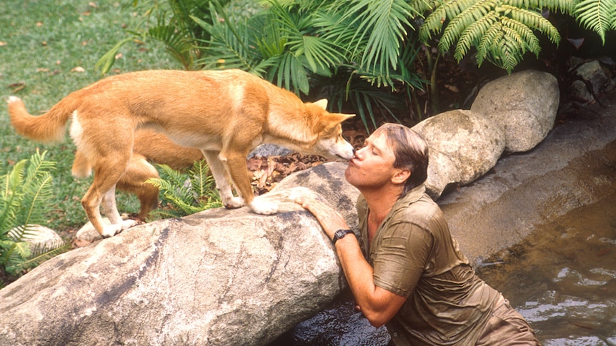Steve Irwin with a dingo. Date unknown.