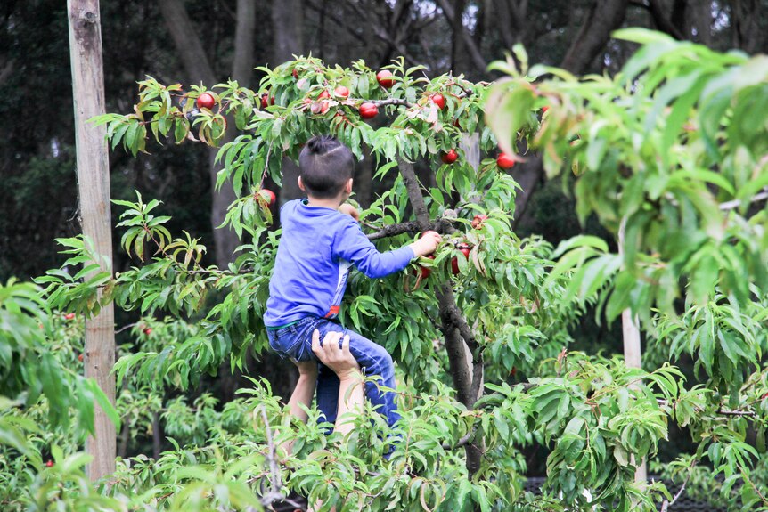 A boy picks fruit from a tree.