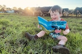 Young boy sits in grass paddock reading book smiling in front of dairy cows. 
