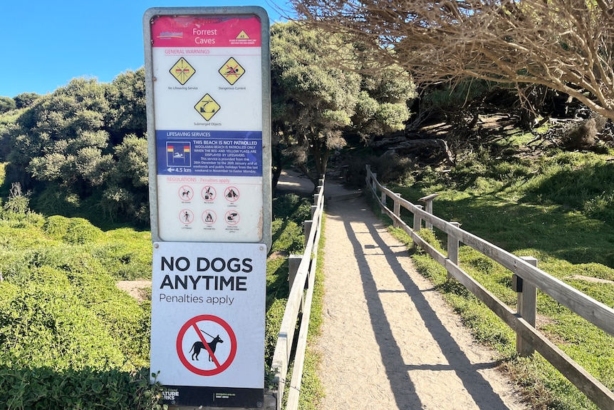 A warning sign at a beach says "no dogs anytime" in large letters.
