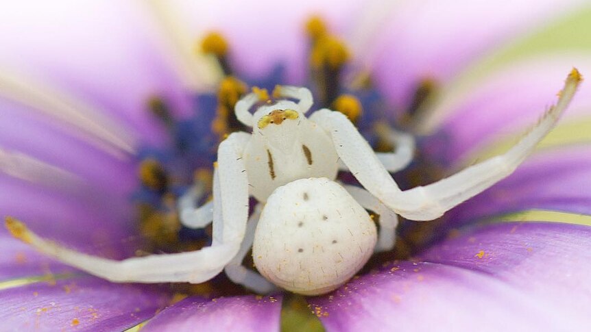 White spider in pink flower