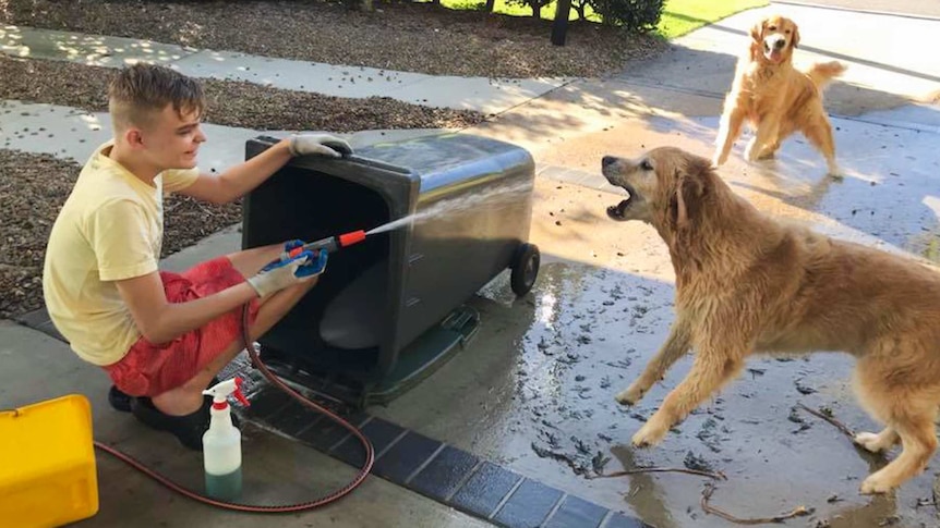 Boy cleans a bin with two dogs nearby.
