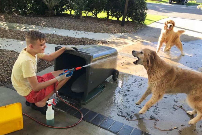 Boy cleans a bin with two dogs nearby.