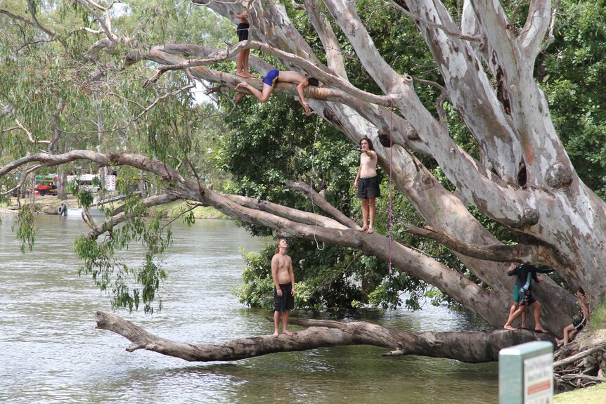 Four men climbing a tree over a lake in Albury.