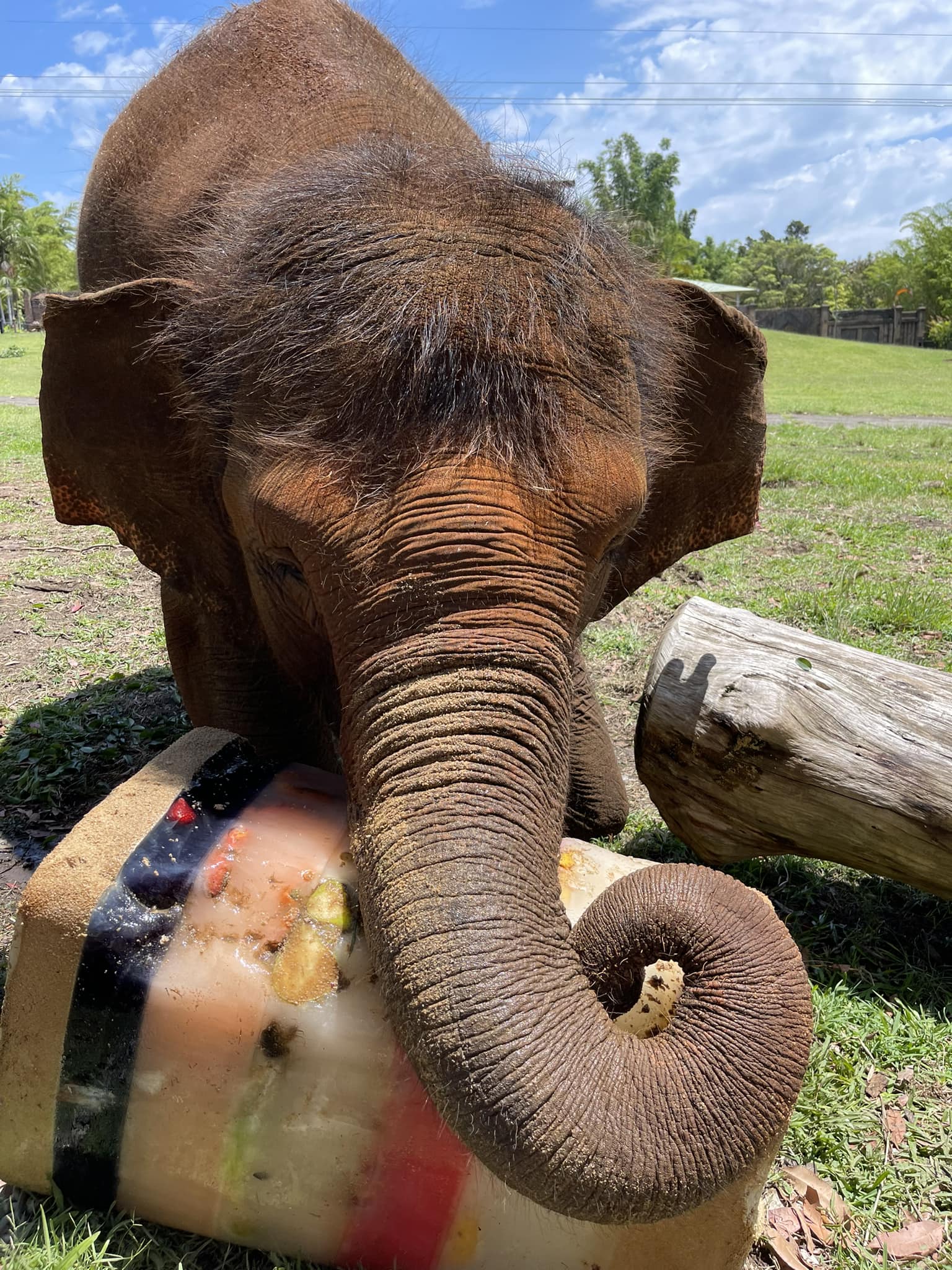 A Sumatran elephant eats a giant ice block in a park.