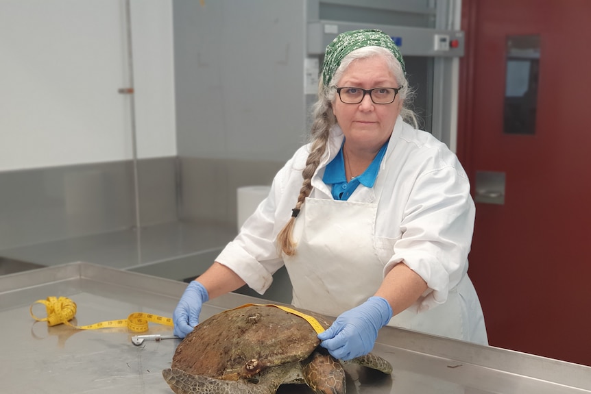 A woman in a lab coat studies a turtle on a bench