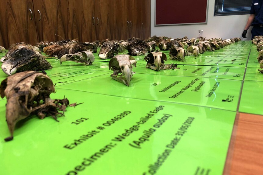 Eagle skulls are laid out on a table.