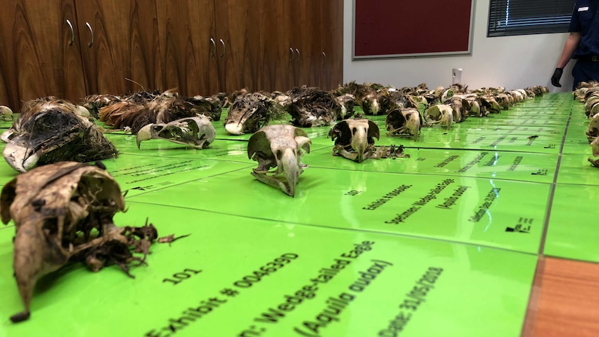 Eagle skulls are laid out on a table.