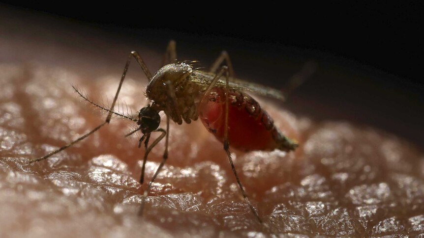 Close up of a mosquito  sucking human blood