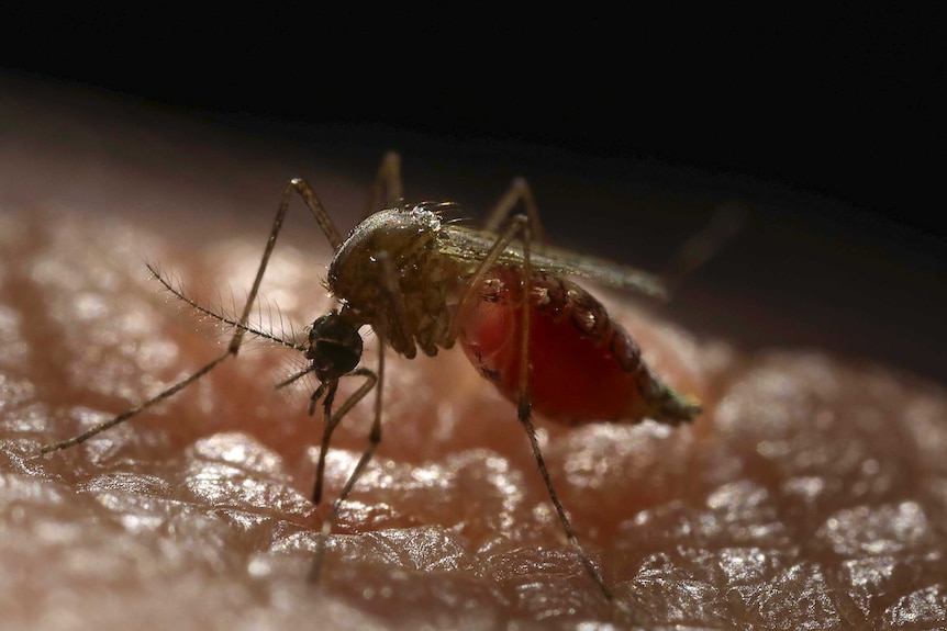 Close up of a mosquito  sucking human blood