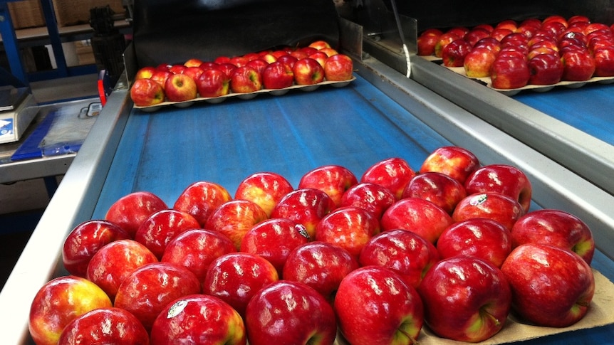 Pink Lady apples fresh off the packing line