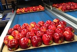 Pink Lady apples fresh off the packing line