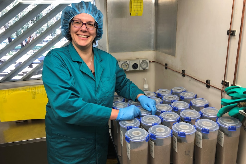 A woman stands with dung beetles in plastic containers in quarantine.