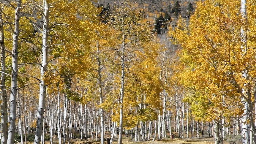 Trees with yellow leaves on either side of a road.