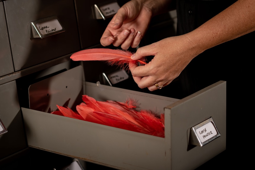 a woman selects red feathers from a drawer