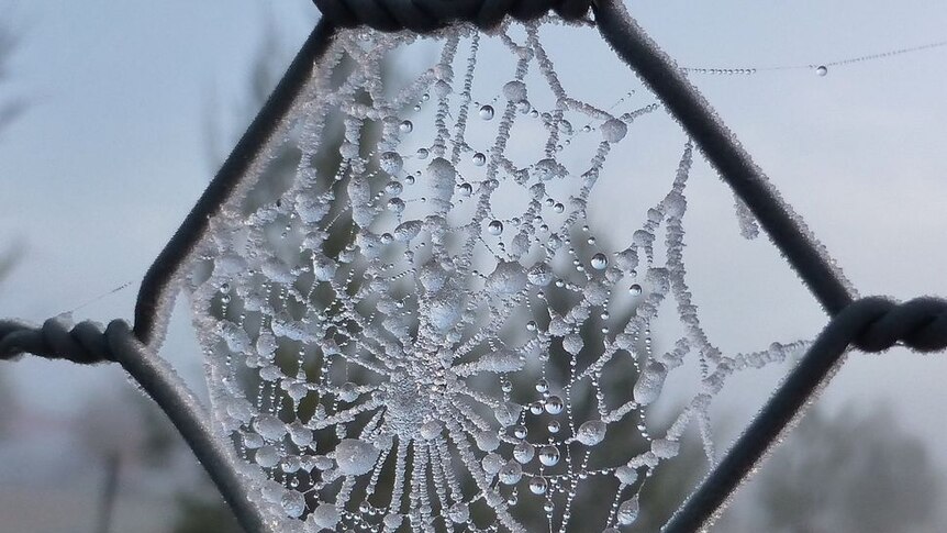 Close up of a spider's web in a fence covered in frost