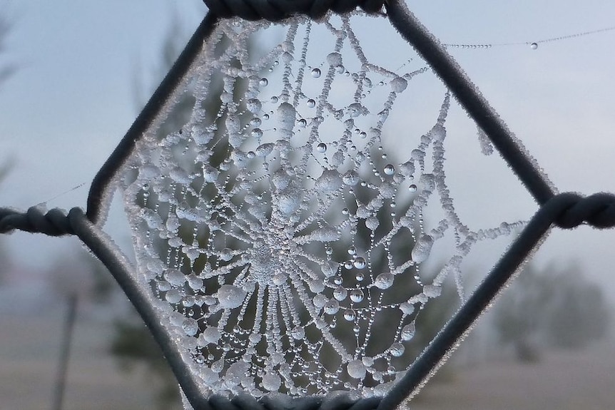 Close up of a spider's web in a fence covered in frost