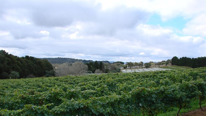 Pyrenees vineyards have detected smoke taint in their wine.