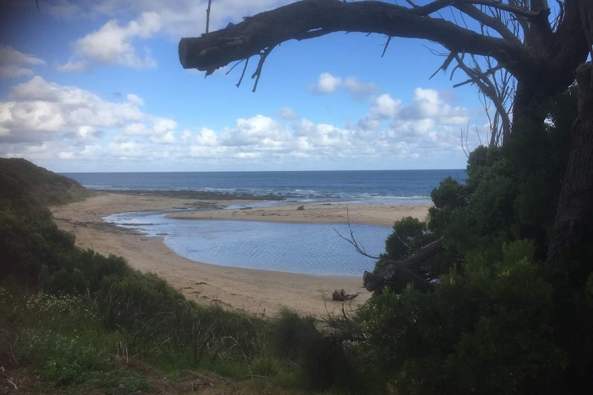 A beach scene with foliage in the foreground and clouds in the sky