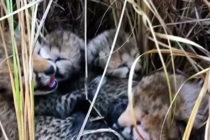 four cheetah cubs in grass yawning