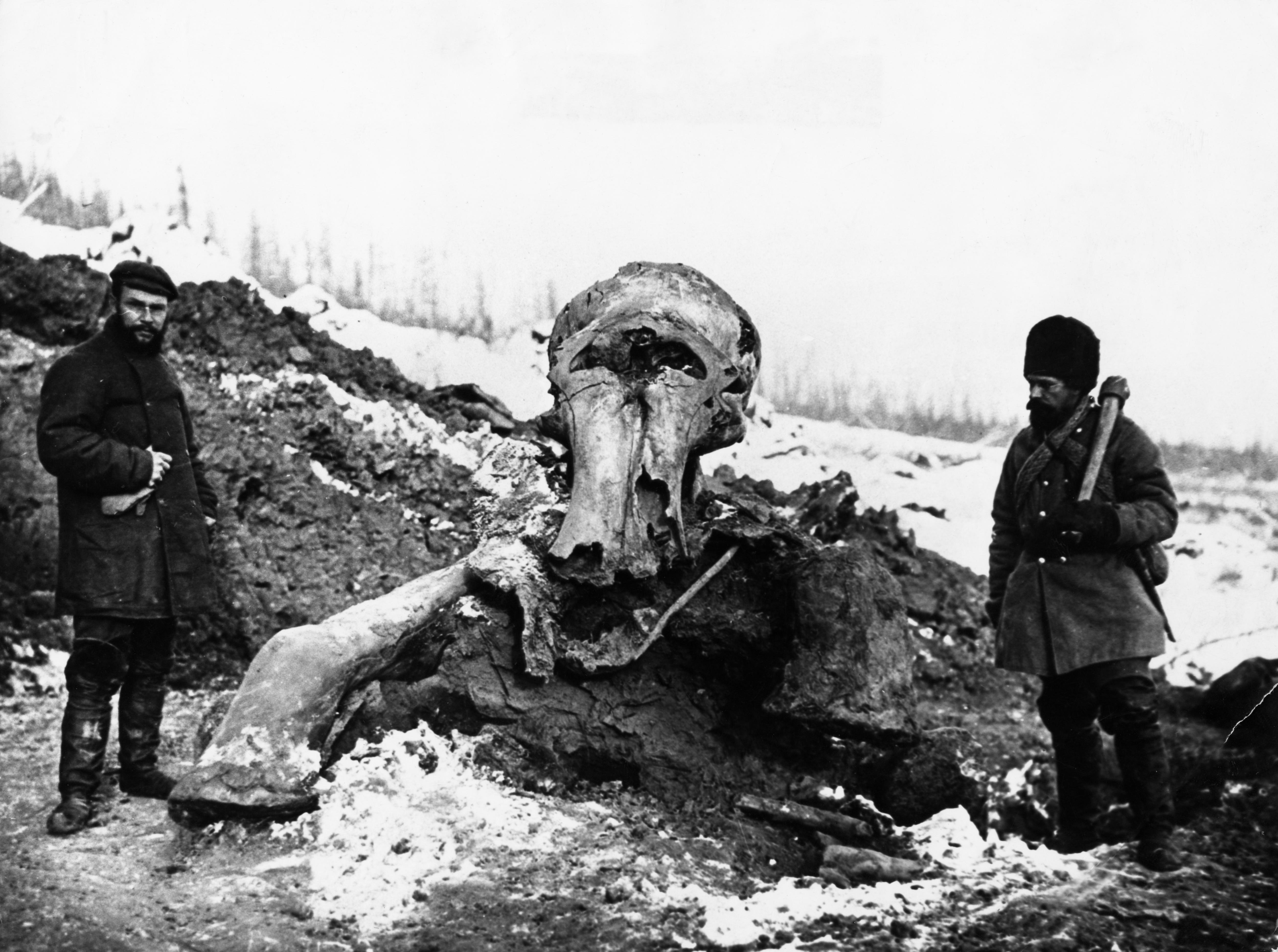 black and white image of two men and woolly mammoth remains