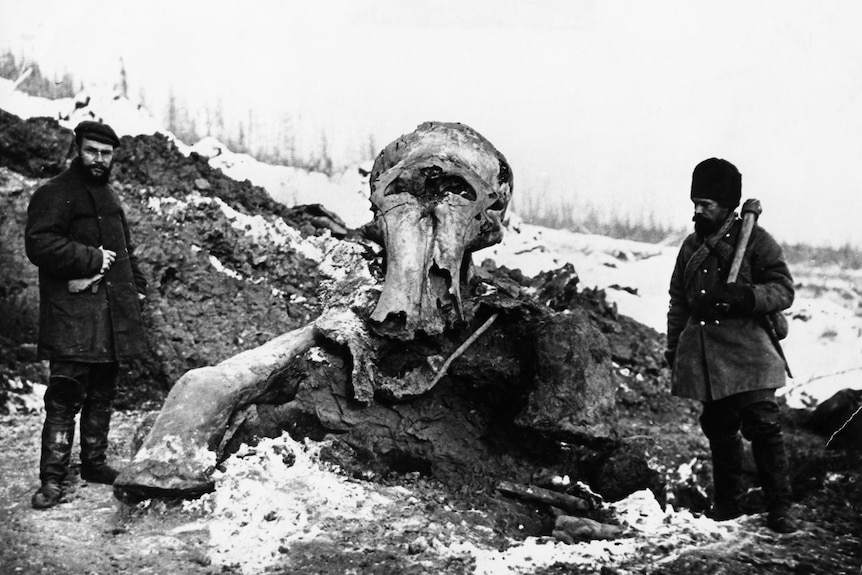 black and white image of two men and woolly mammoth remains