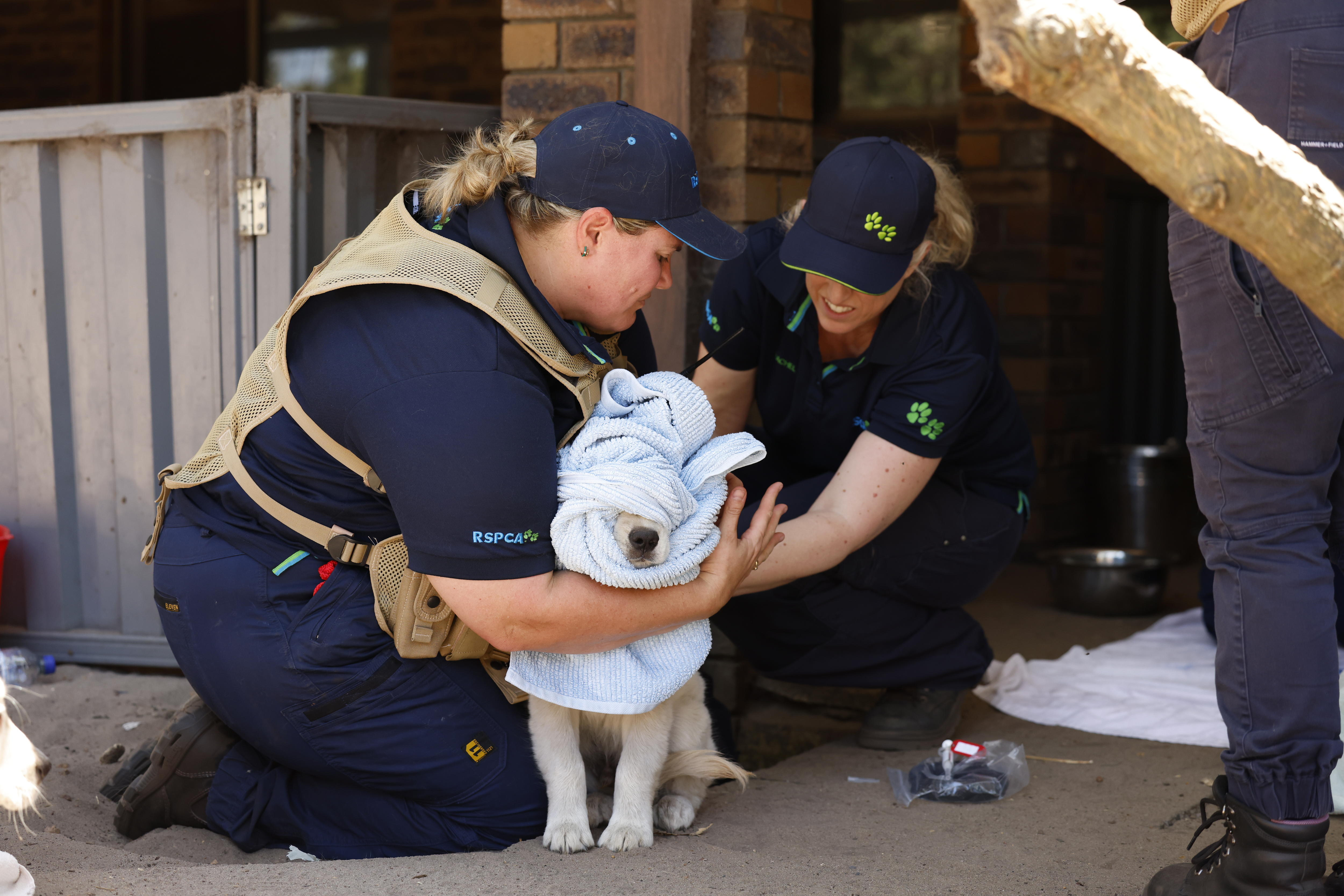 A scared puppy wrapped in towels and held by two RSPCA WA staff members in a back yard.