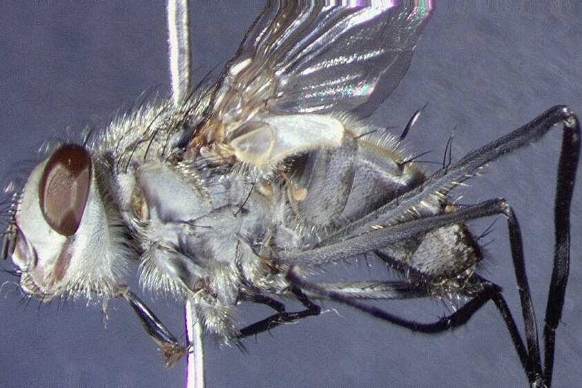 a close-up photo of a grey fly with long legs