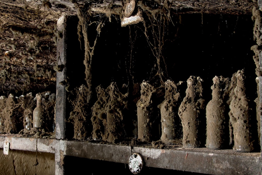 Shelves in a dark cellar with dozens of bottles covered in dirt and cobwebs