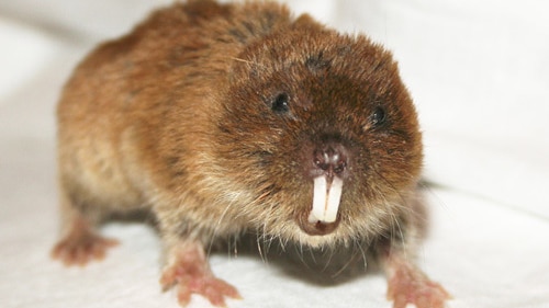 The northern mole vole (Ellobius talpinus), a rodent found across Eastern Europe and Asia.