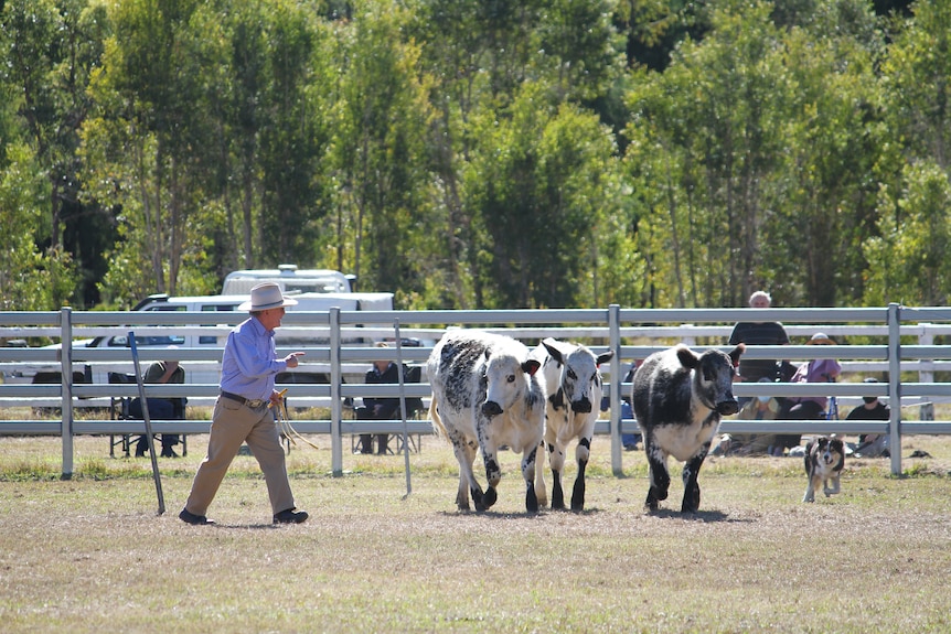 A man wearing a check shirt and hat walks around a mob of three black and white cattle and a black and white dog.