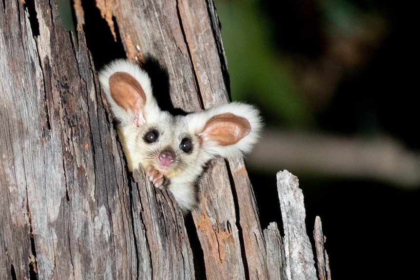 A small white fluffy glider with prominent ears, wide eyes and a little button nose peeks out of hole in a tree at night.