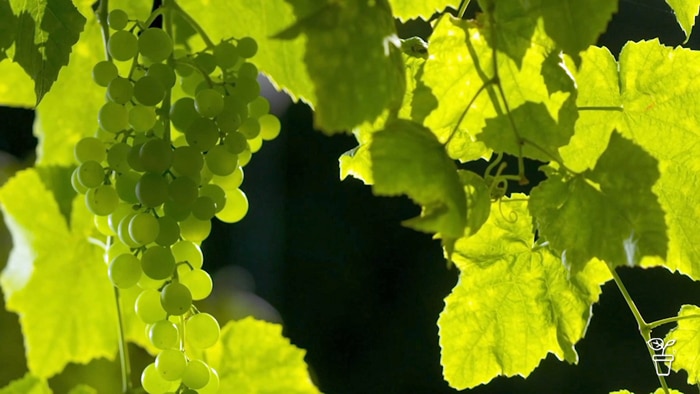 Grapevine with bunches of green grapes.
