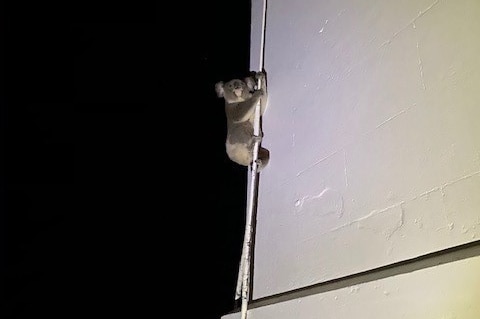 A koala climbs a cable that runs along the side of a white building.