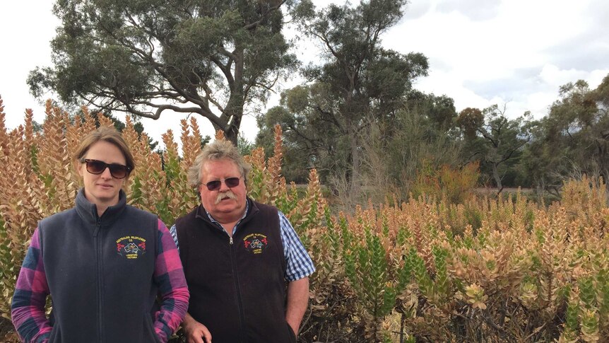 James Frew and employee Stacey Counahan stand in one of the frost-damaged flower paddocks